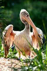 Pink-backed Pelican